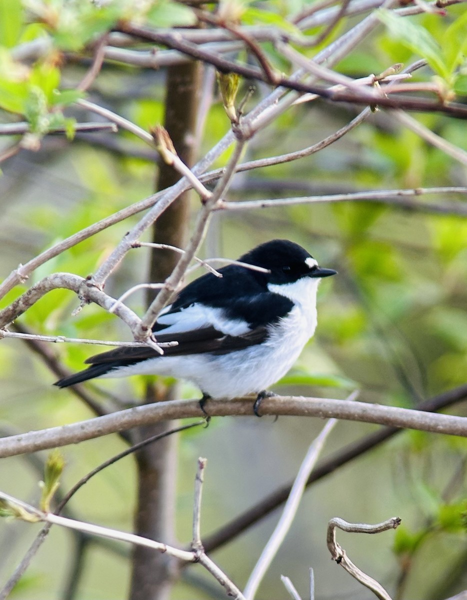 European Pied Flycatcher - Joel Lund