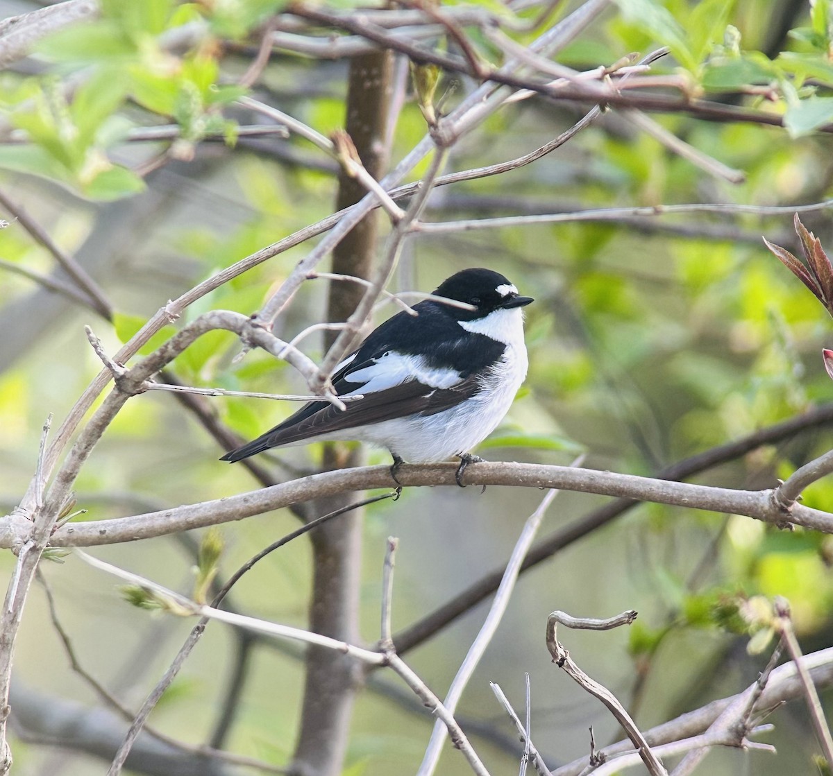 European Pied Flycatcher - Joel Lund