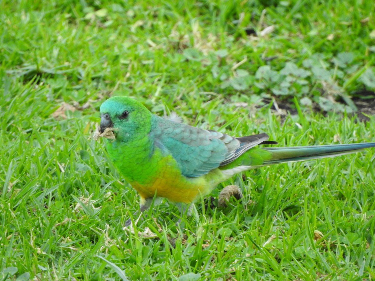 Red-rumped Parrot - ML618415784
