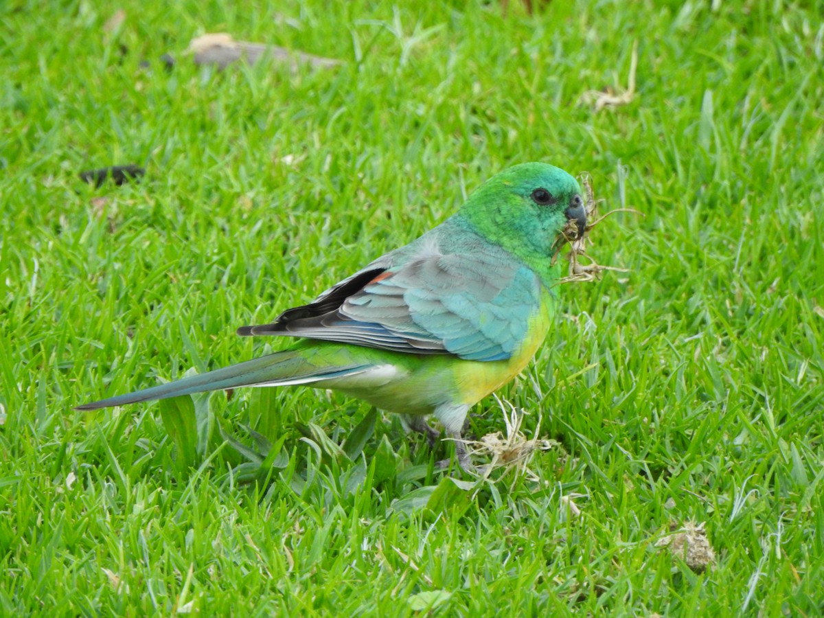 Red-rumped Parrot - ML618415785