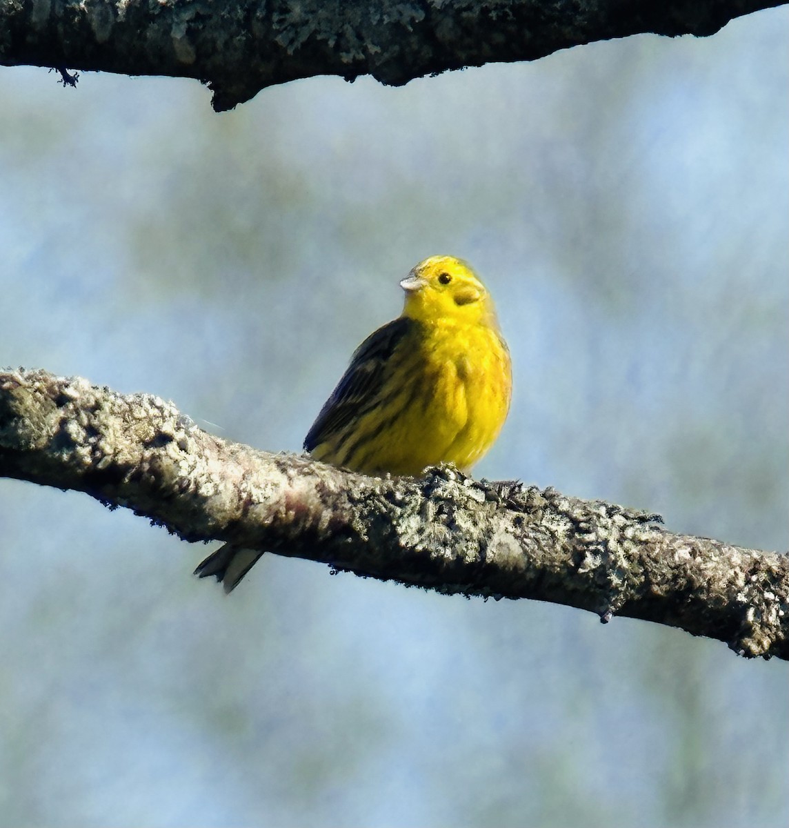 Yellowhammer - ML618415788