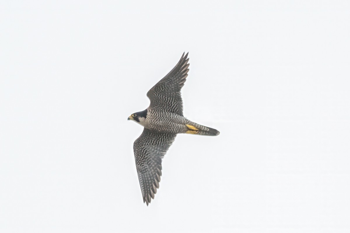 Peregrine Falcon - ML618415789