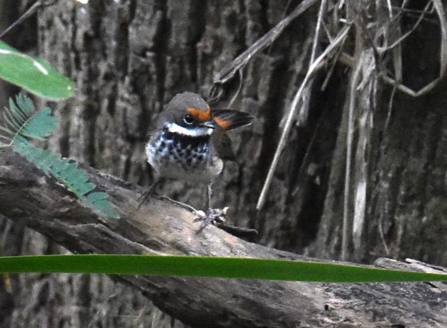 Australian Rufous Fantail - ML618415806