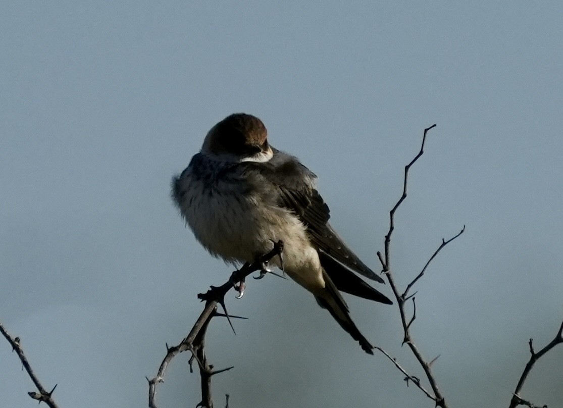 Golondrina Cabecirrufa - ML618415817