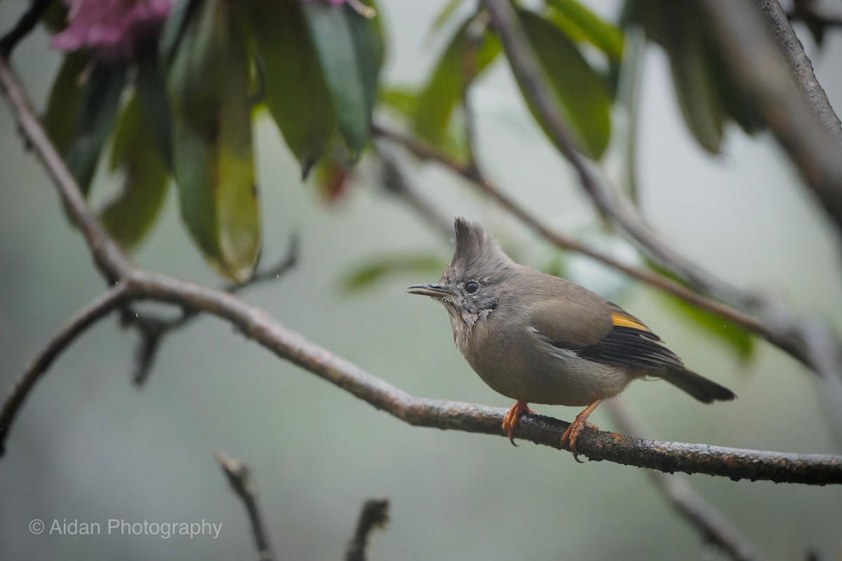 Stripe-throated Yuhina - Aidan Li