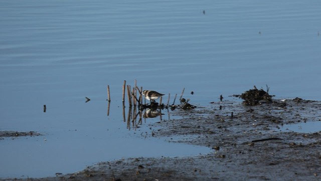 Semipalmated Sandpiper - ML618415827