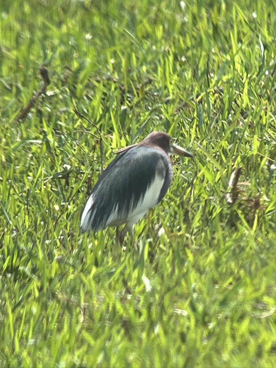 Chinese Pond-Heron - Andy Clements