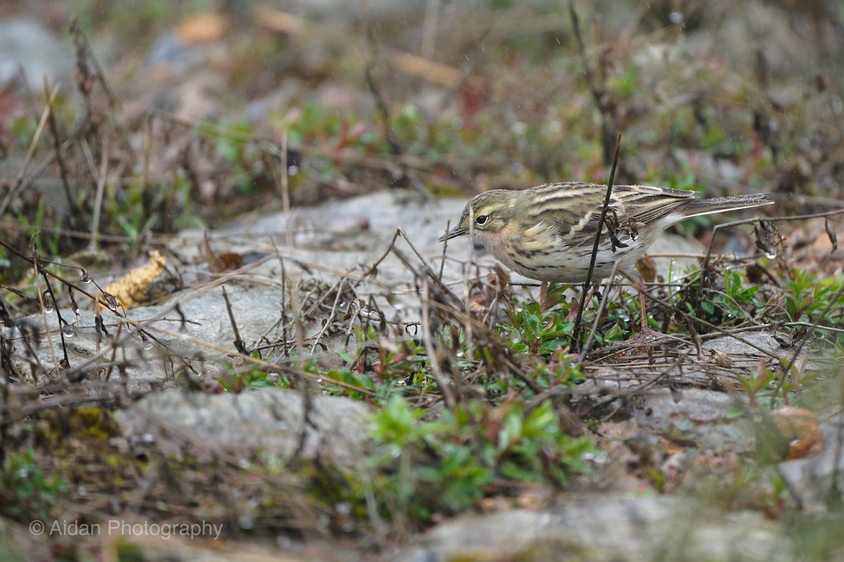 Rosy Pipit - Aidan Li