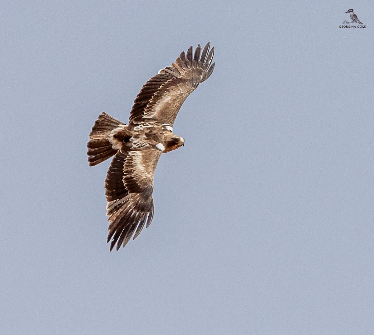 Booted Eagle - ML618415834