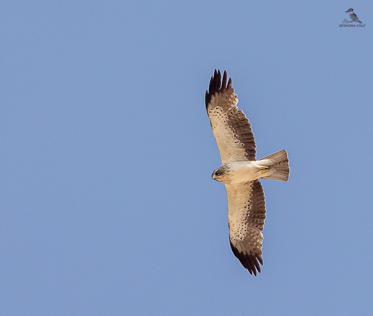 Booted Eagle - ML618415835