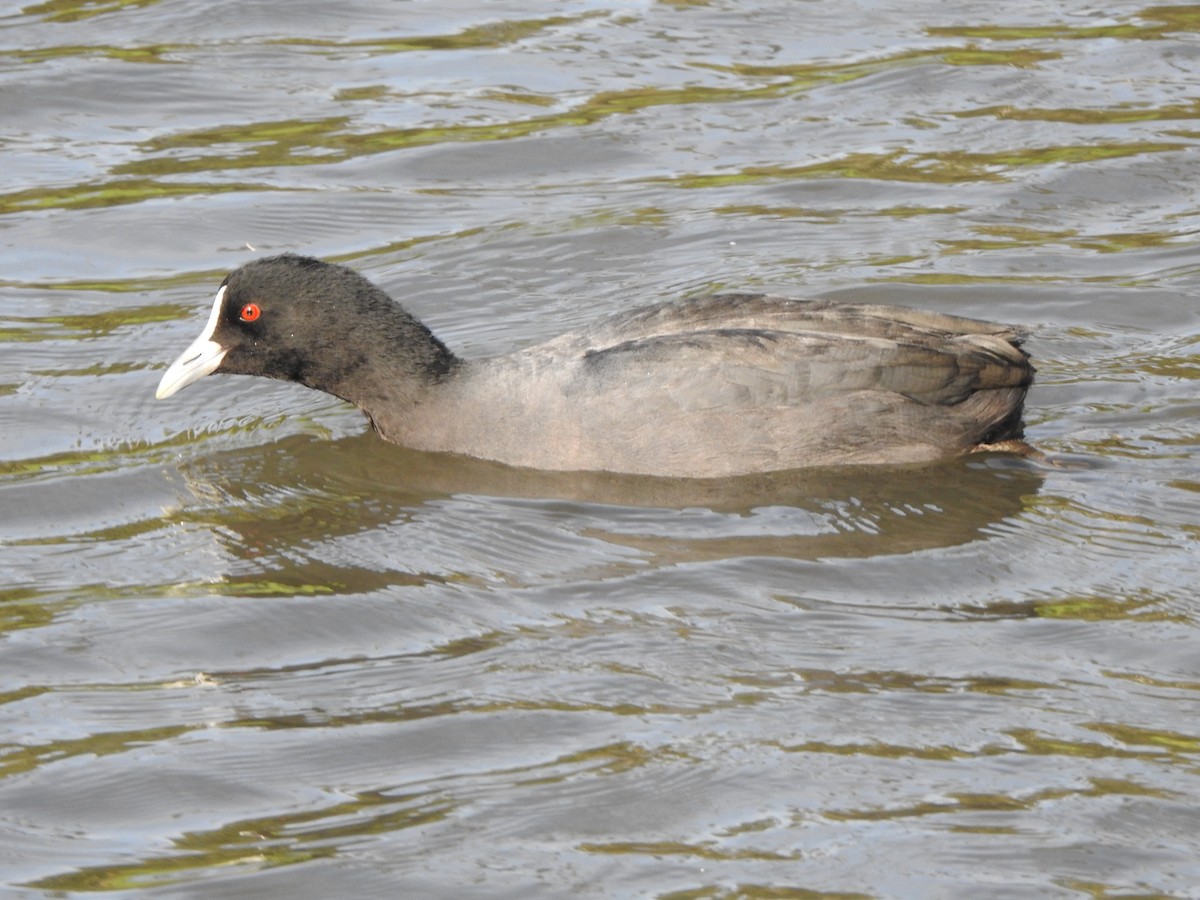 Eurasian Coot - ML618415838