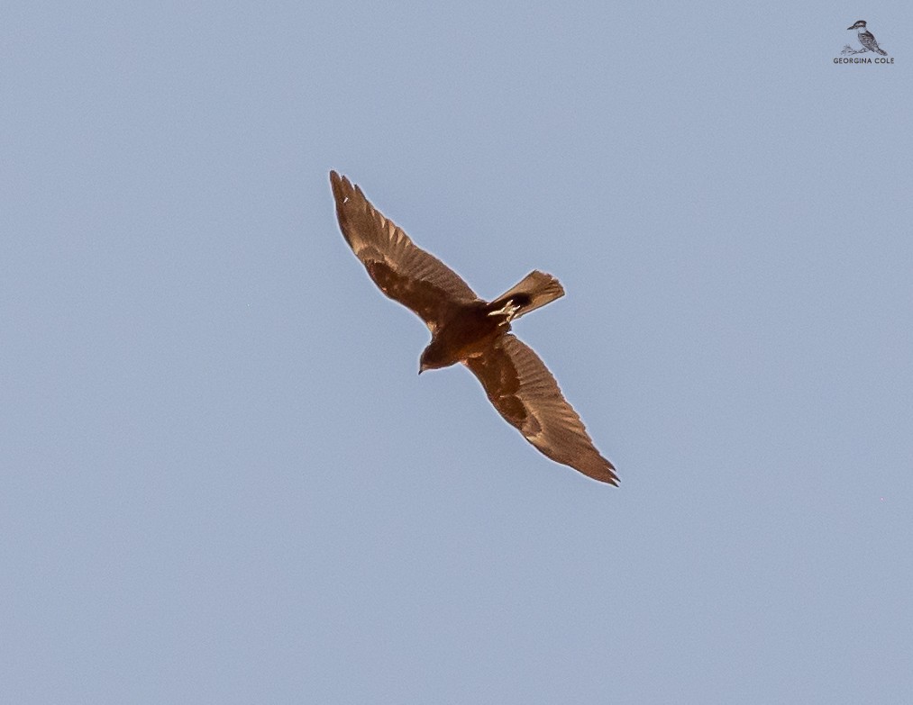 Western Marsh Harrier - ML618415843