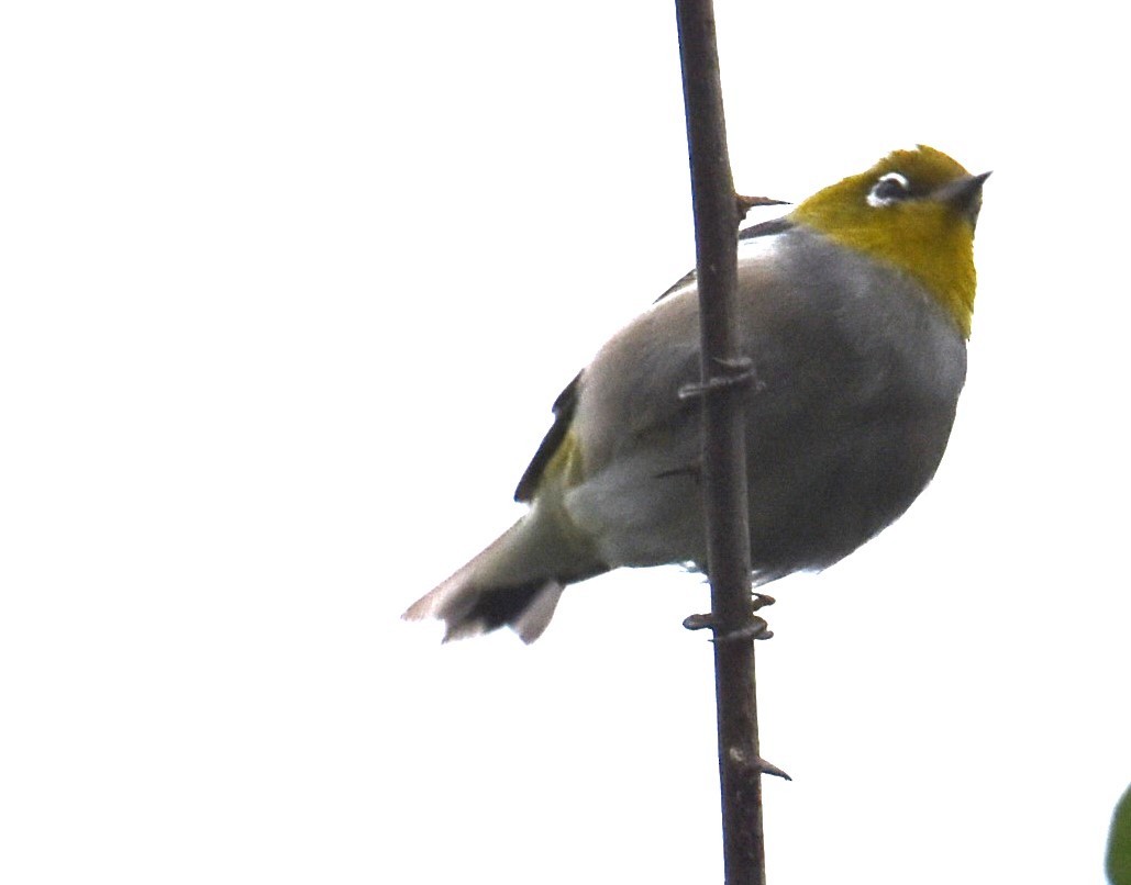 Silvereye - ML618415845