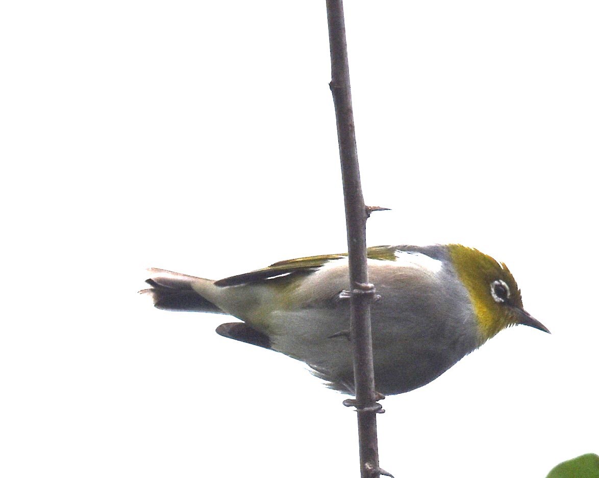 Silvereye - ML618415846