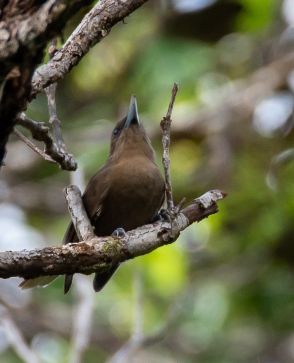 Southern Shrikebill - ML618415851