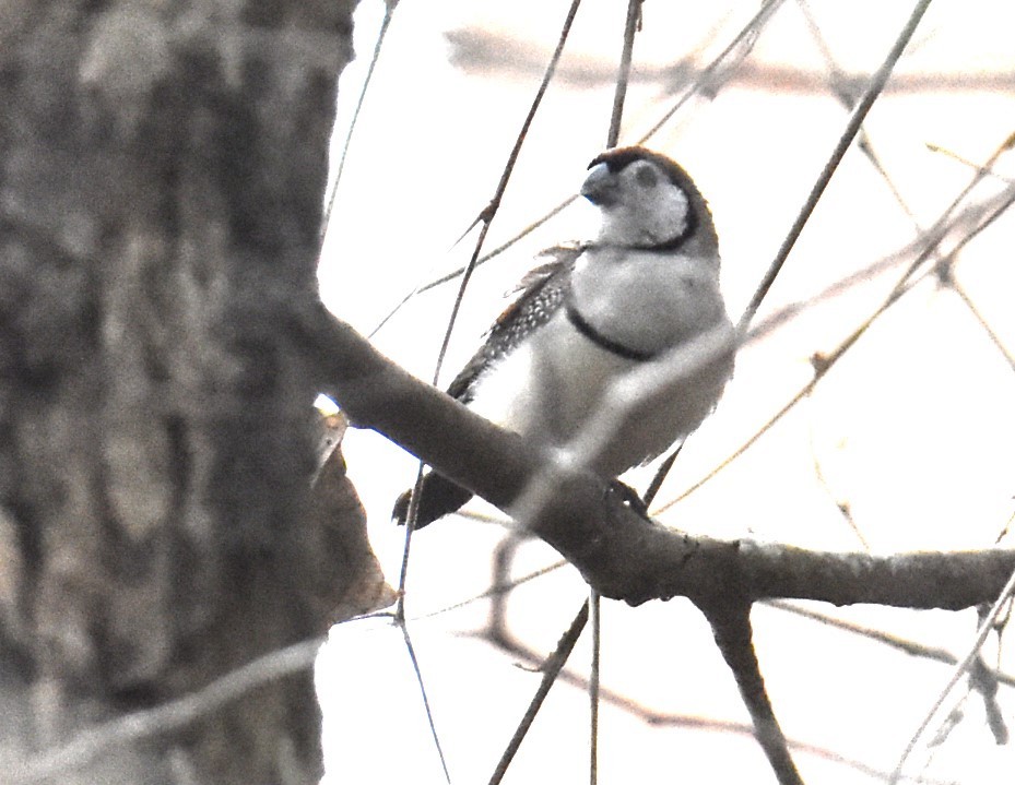 Double-barred Finch - ML618415852