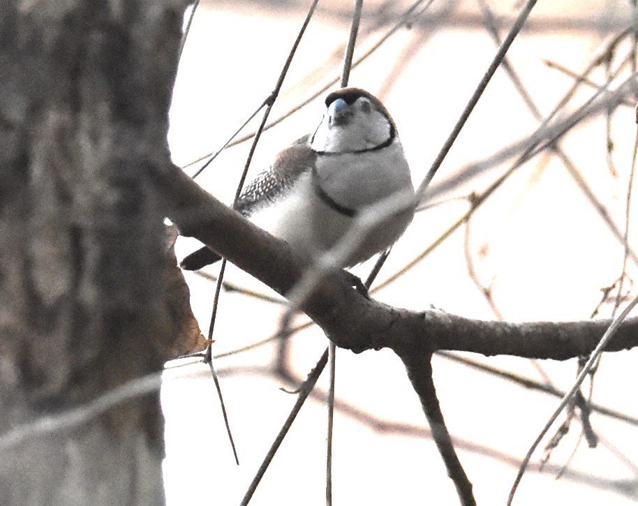 Double-barred Finch - ML618415856