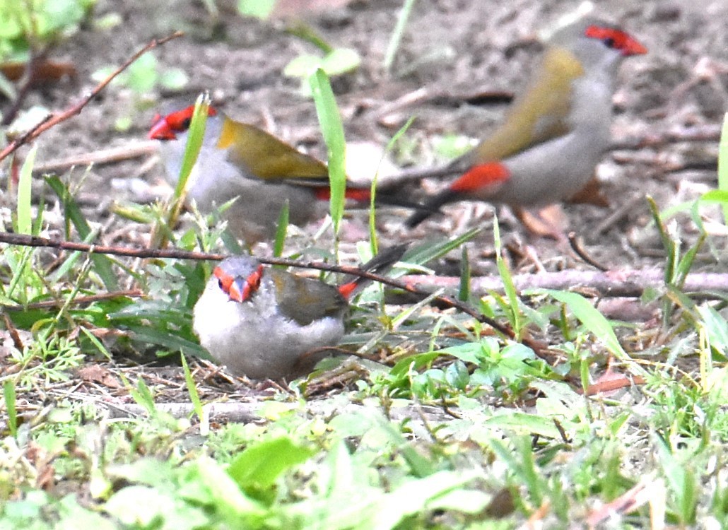 Red-browed Firetail - ML618415858