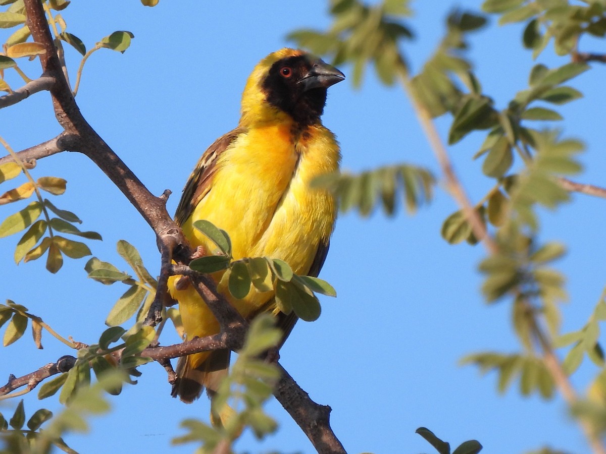 Southern Masked-Weaver - Stephen Taylor