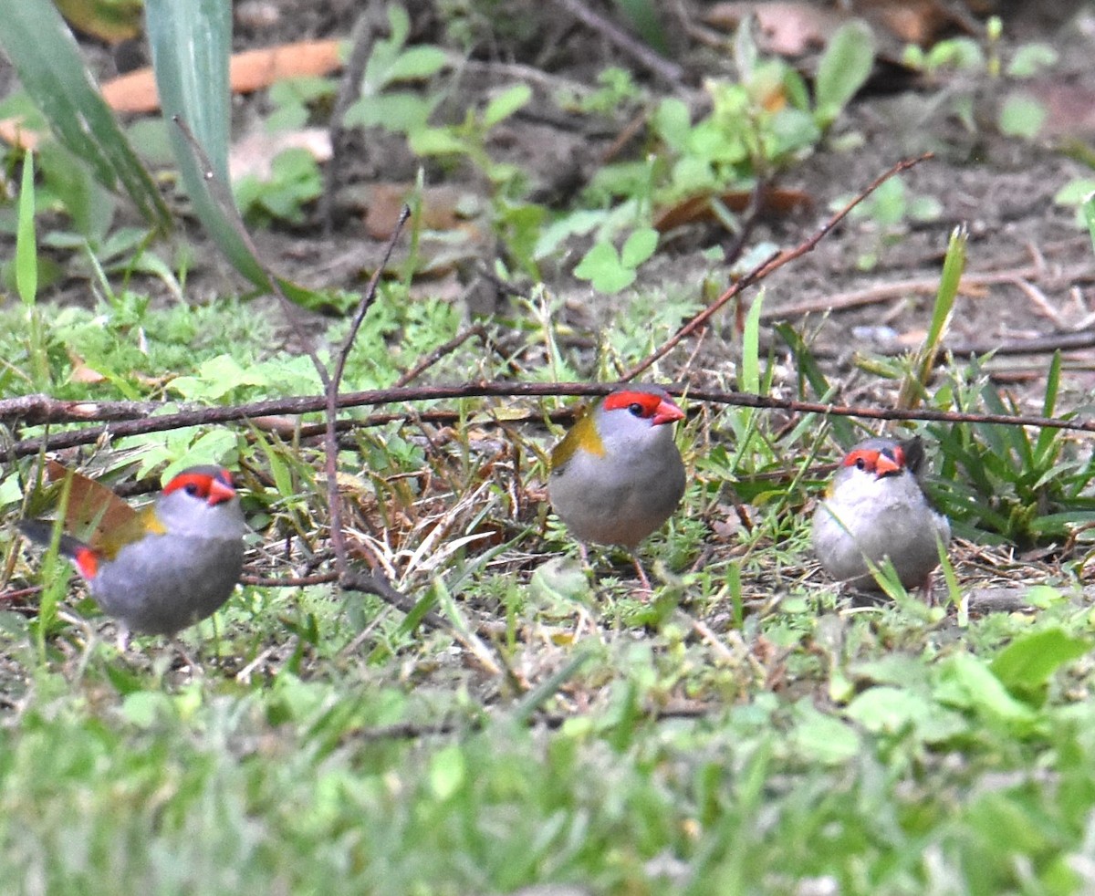 Red-browed Firetail - ML618415866