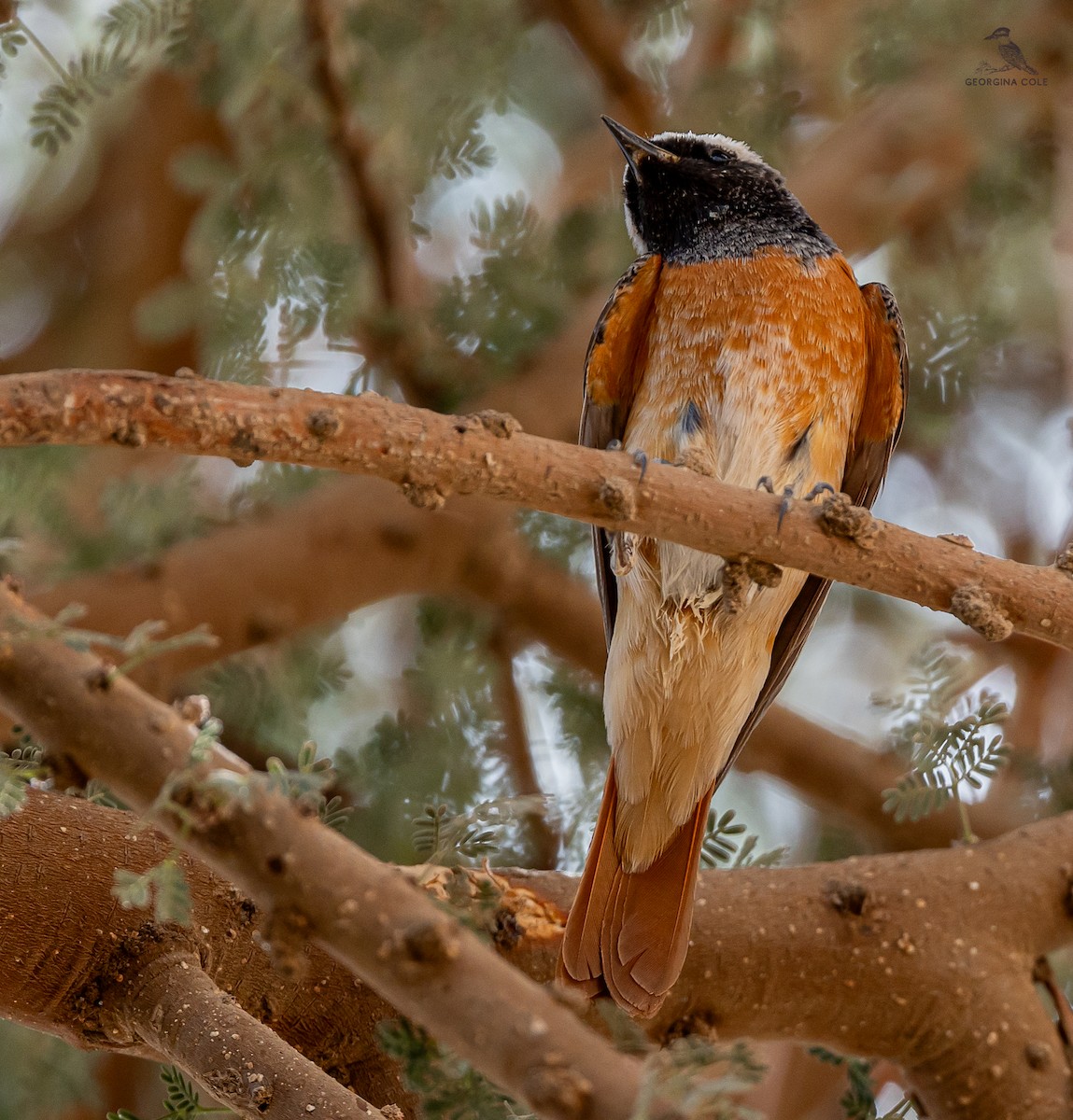 Common Redstart - Georgina Cole