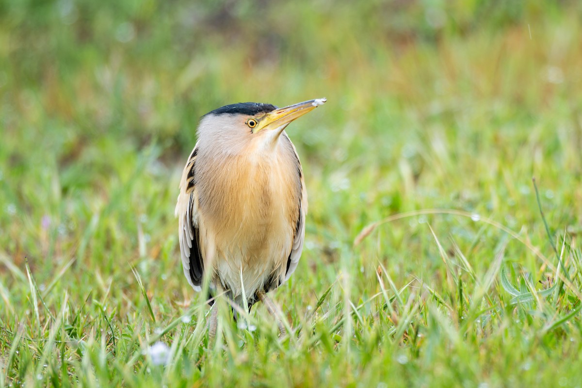 Little Bittern - ML618415874