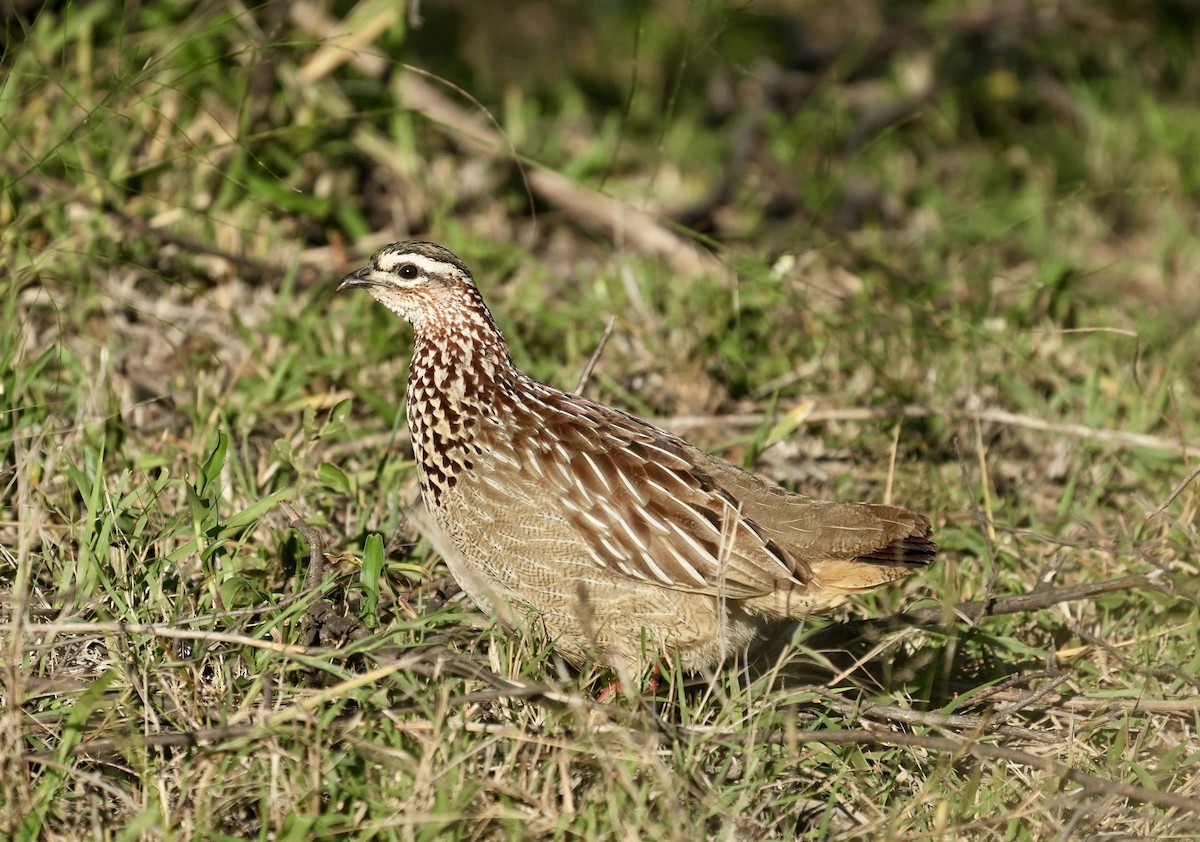 Natal Spurfowl - ML618415884