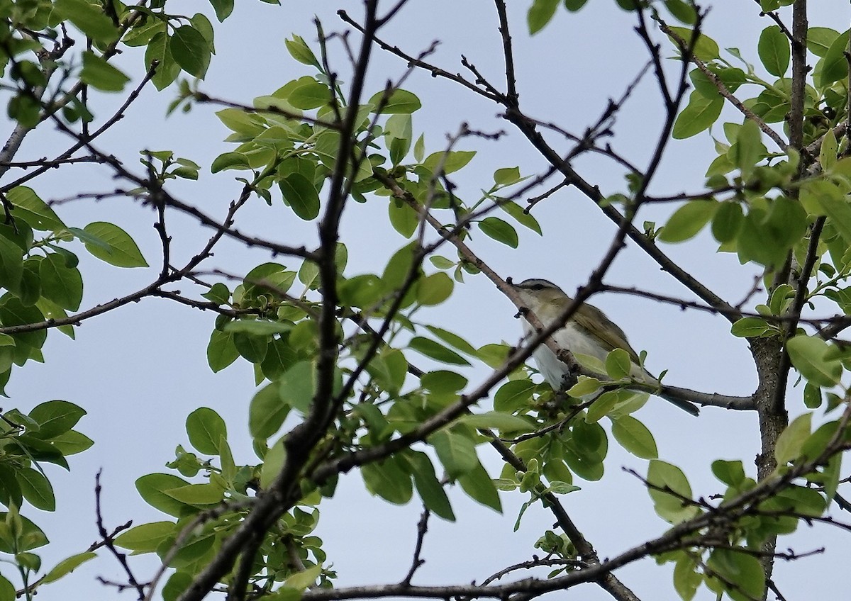 rødøyevireo - ML618415891