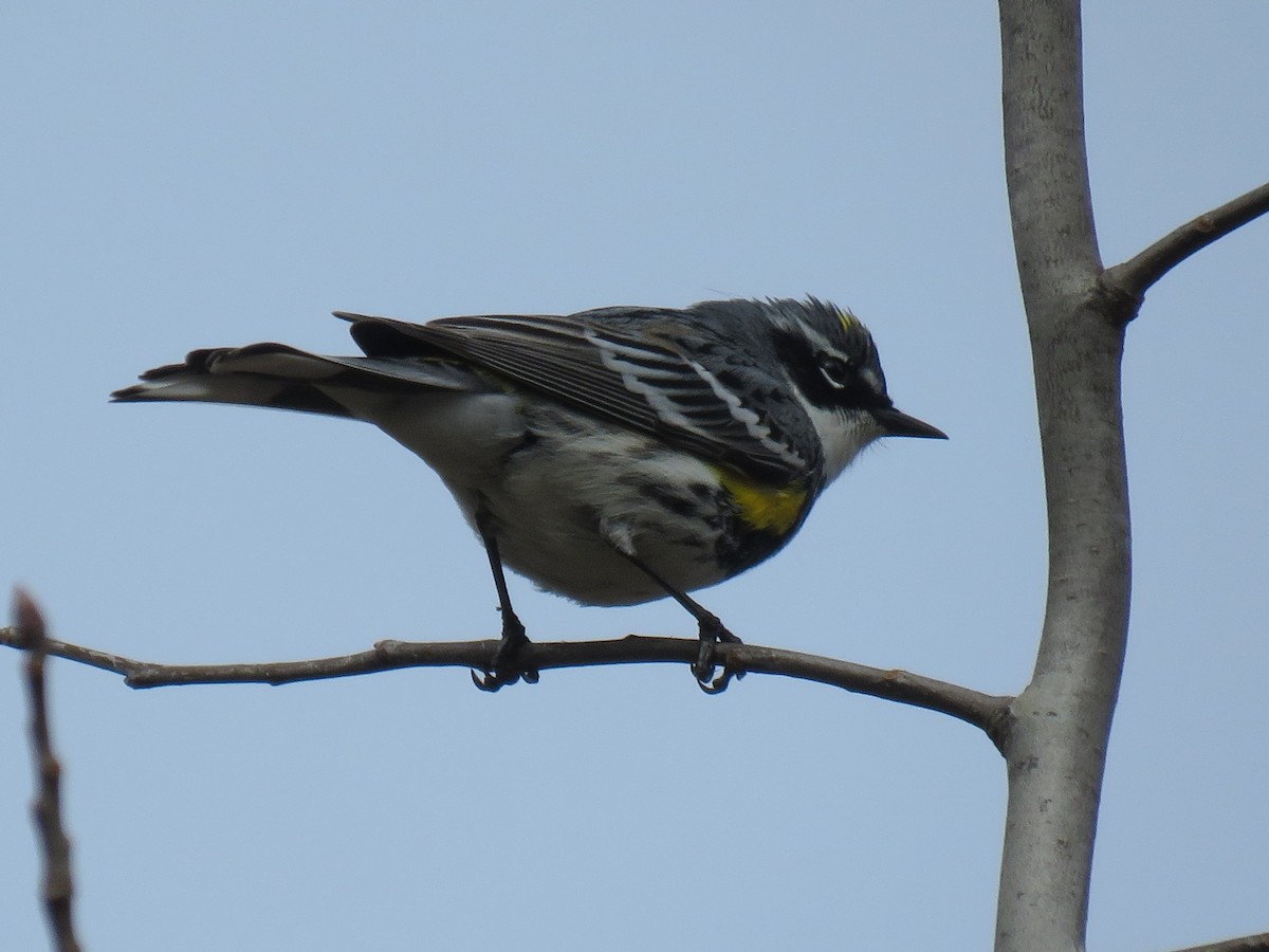 Yellow-rumped Warbler - Michel Turcot