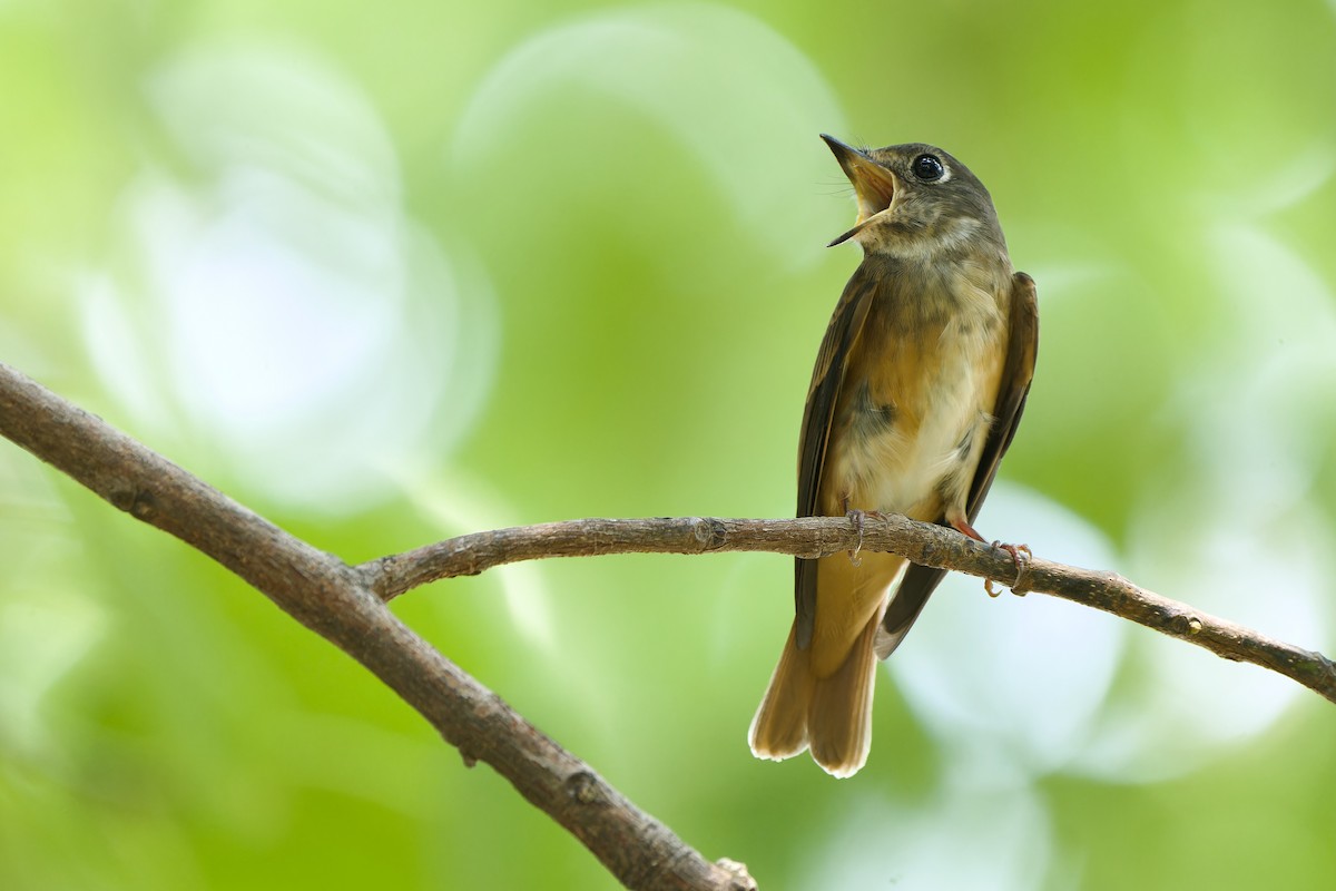 Ferruginous Flycatcher - ML618415927