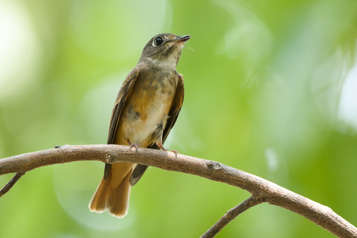 Ferruginous Flycatcher - Sam Hambly