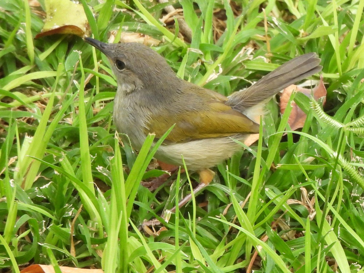 Green-backed Camaroptera (Gray-backed) - Stephen Taylor