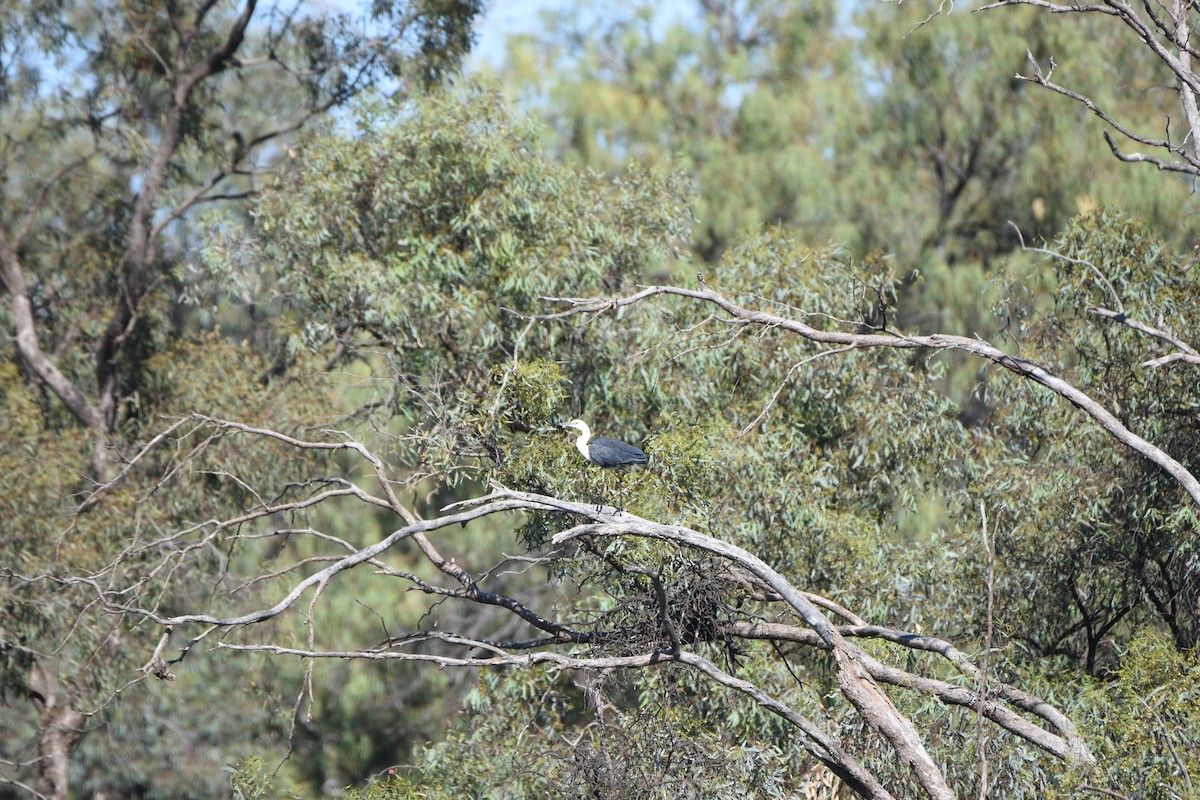 Pacific Heron - ML618415932