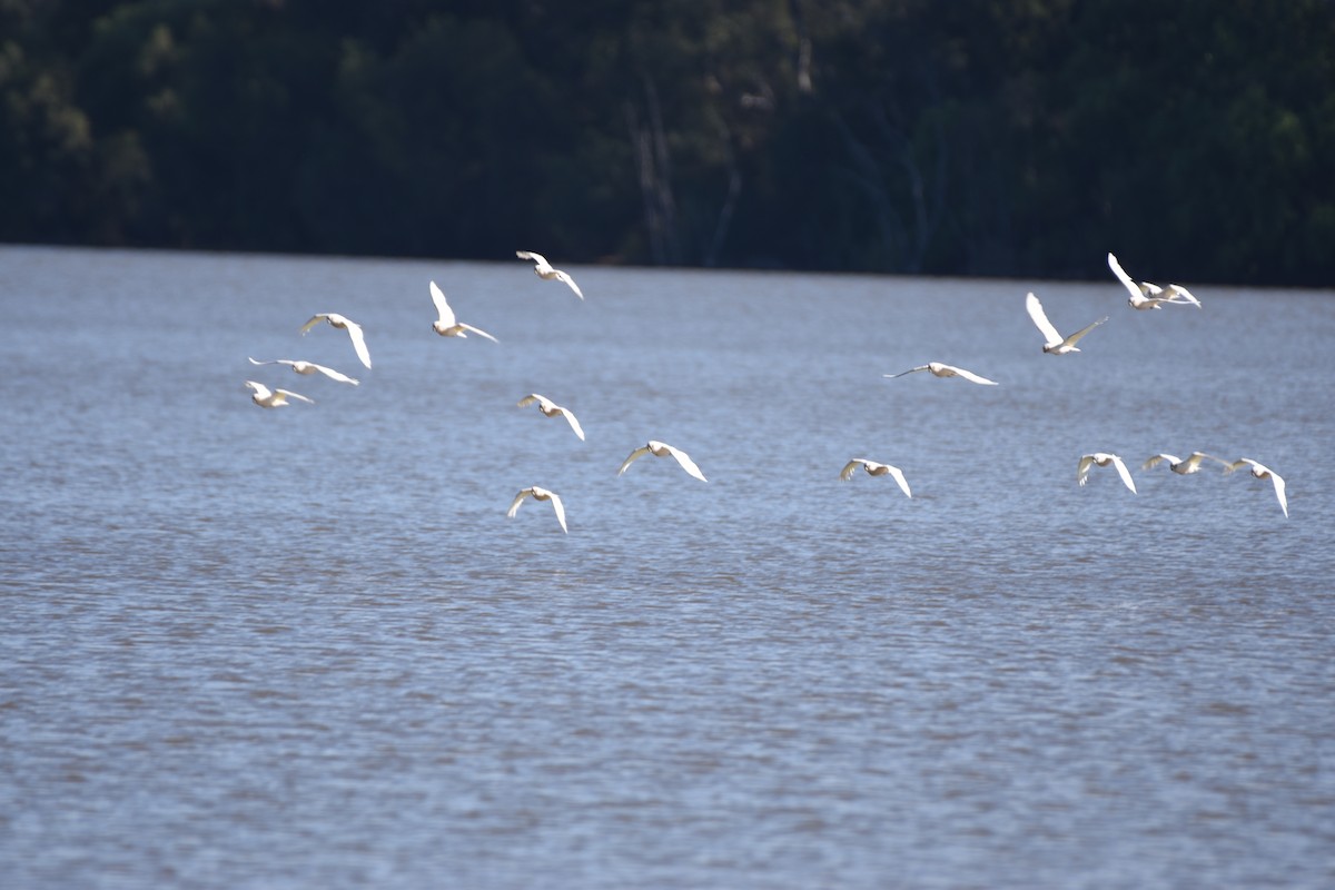 Cacatoès corella - ML618415944