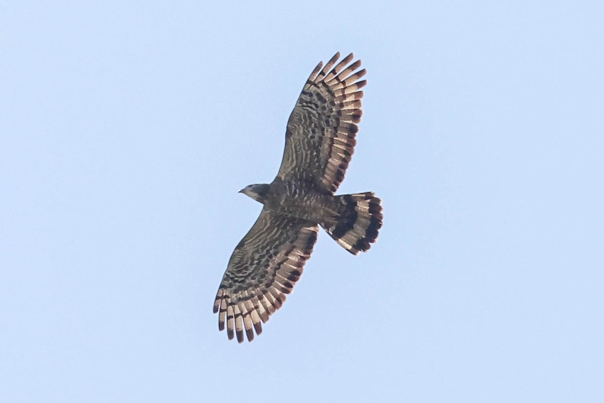 Oriental Honey-buzzard - ML618415947