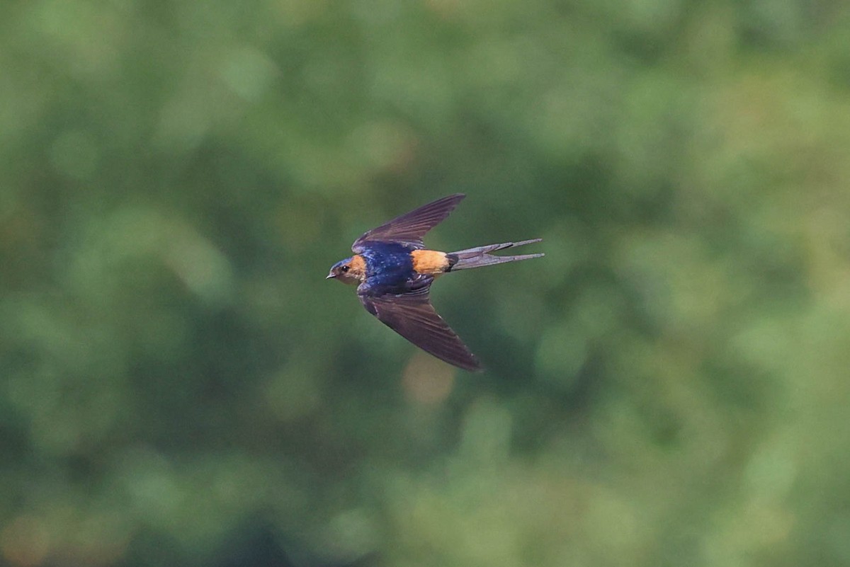 Red-rumped Swallow - Allison Miller