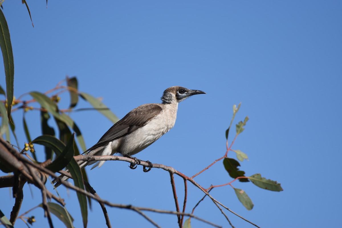 Filemón Goligualdo - ML618415999