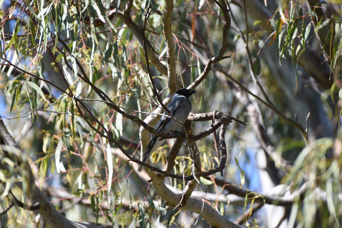 Black-faced Cuckooshrike - ML618416008