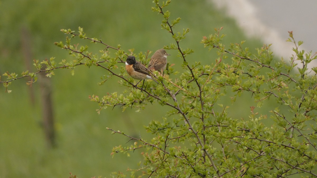 Greater Whitethroat - Carles Gonzàlez Peix