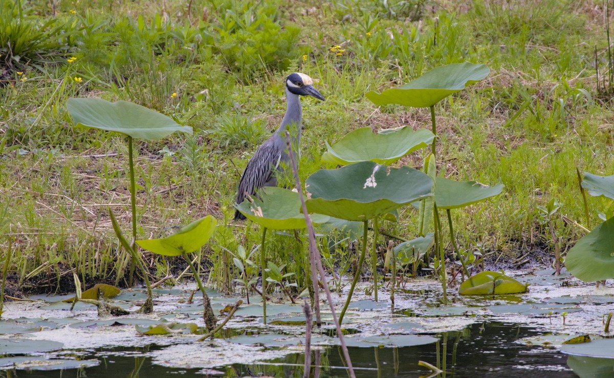 Yellow-crowned Night Heron - ML618416018