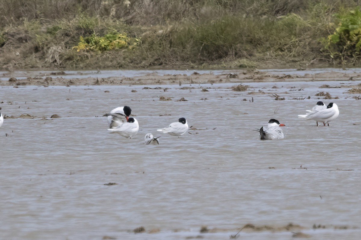 Caspian Tern - ML618416027