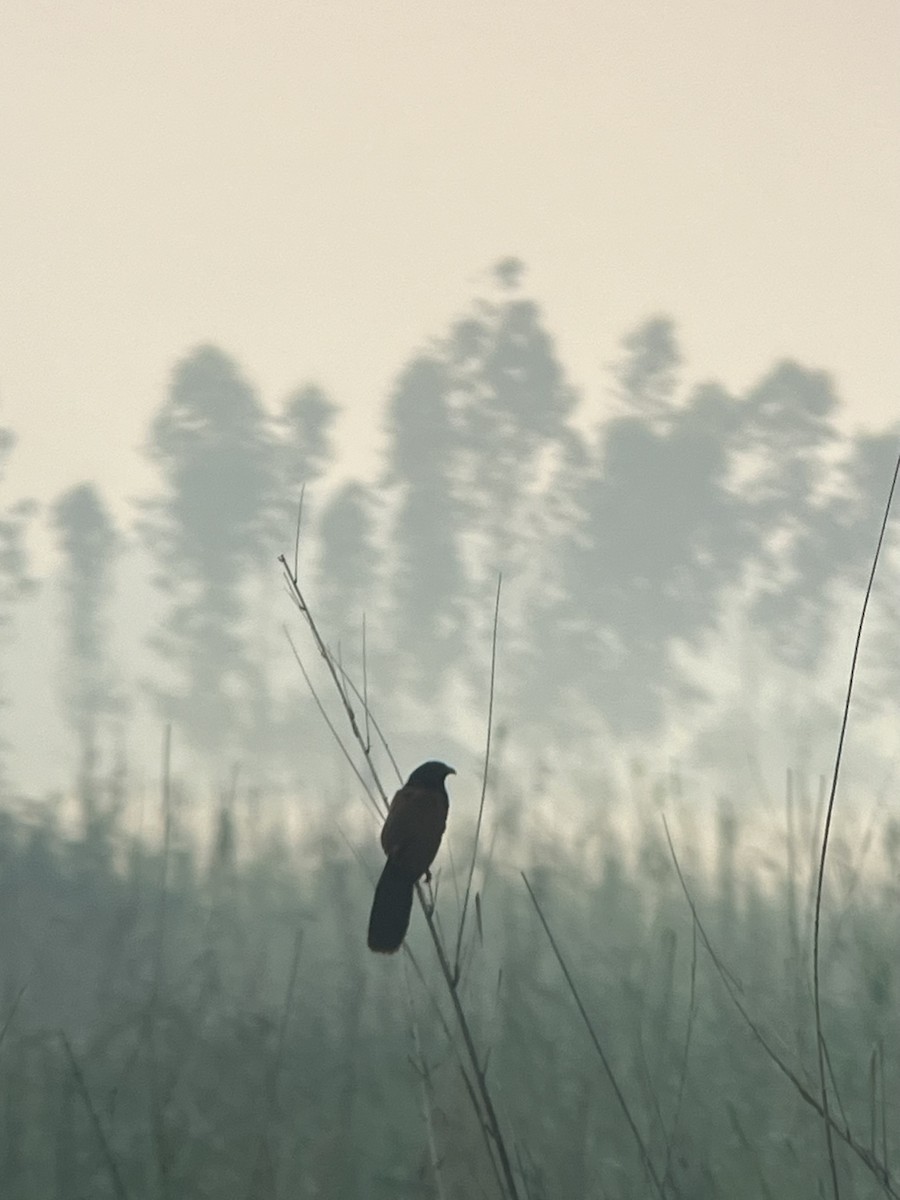 Lesser Coucal - ML618416028