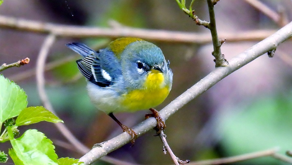 Northern Parula - Douglas Cioffi