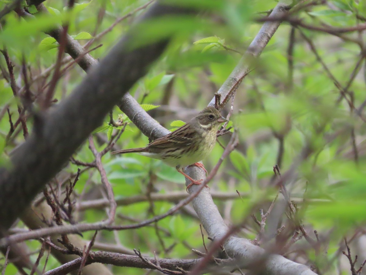 Black-faced Bunting - Mingyun Seo