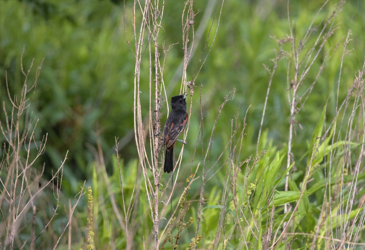 Orchard Oriole - Damon Williford