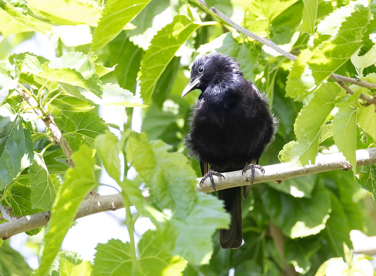 Tristram's Starling - ML618416127