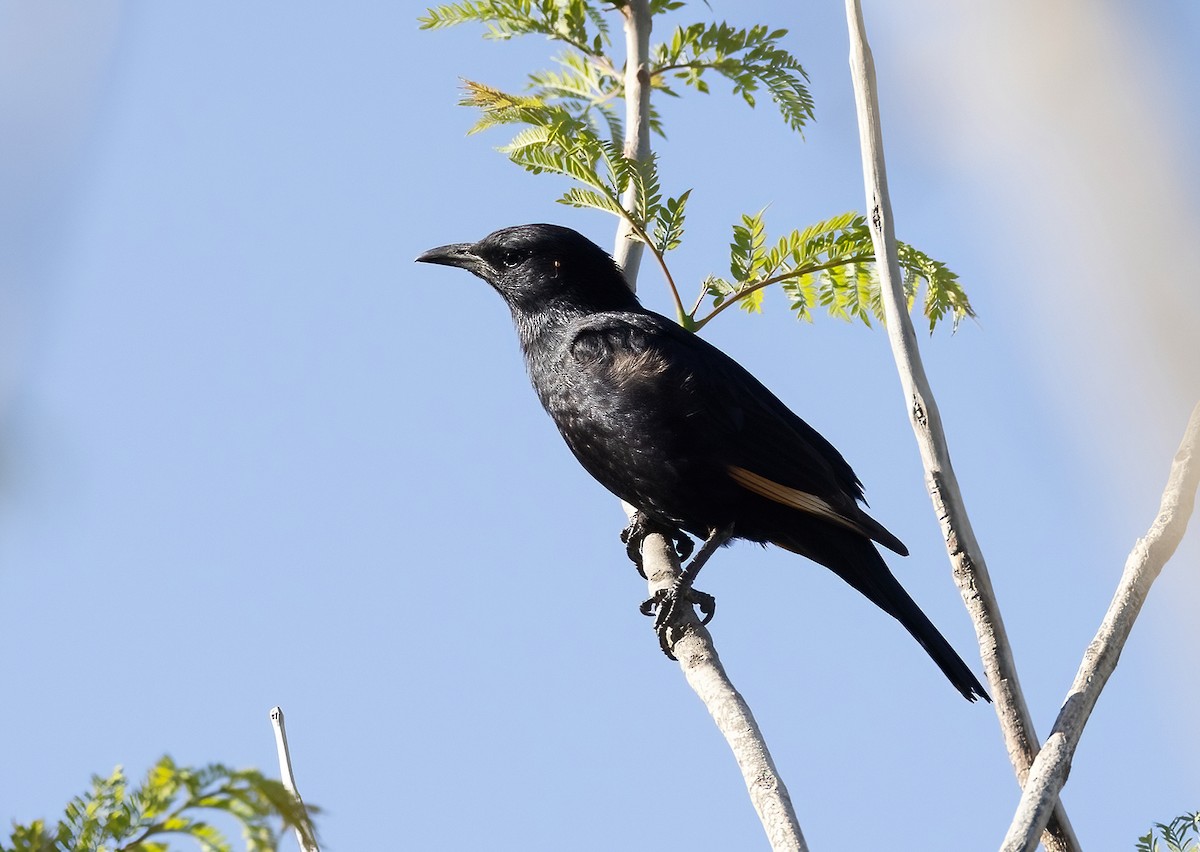 Tristram's Starling - ML618416128