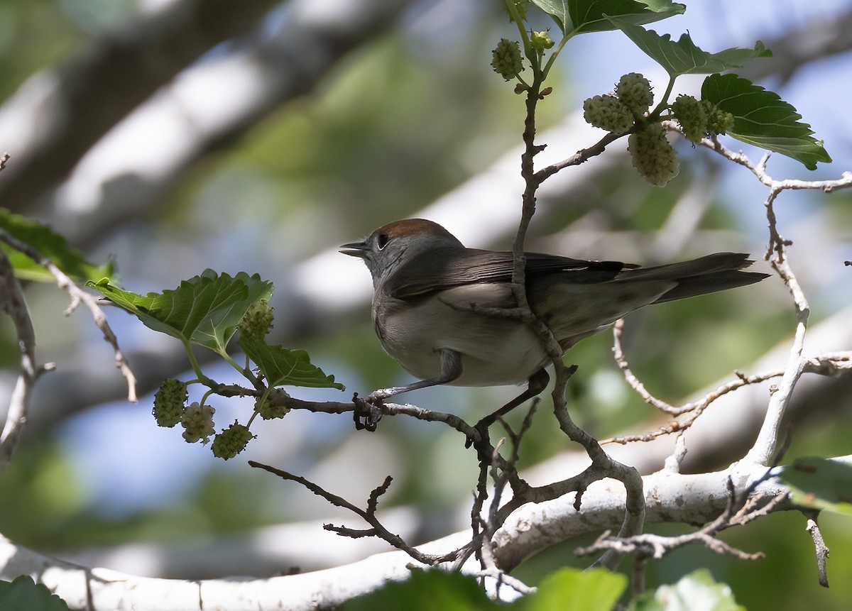 Eurasian Blackcap - ML618416135