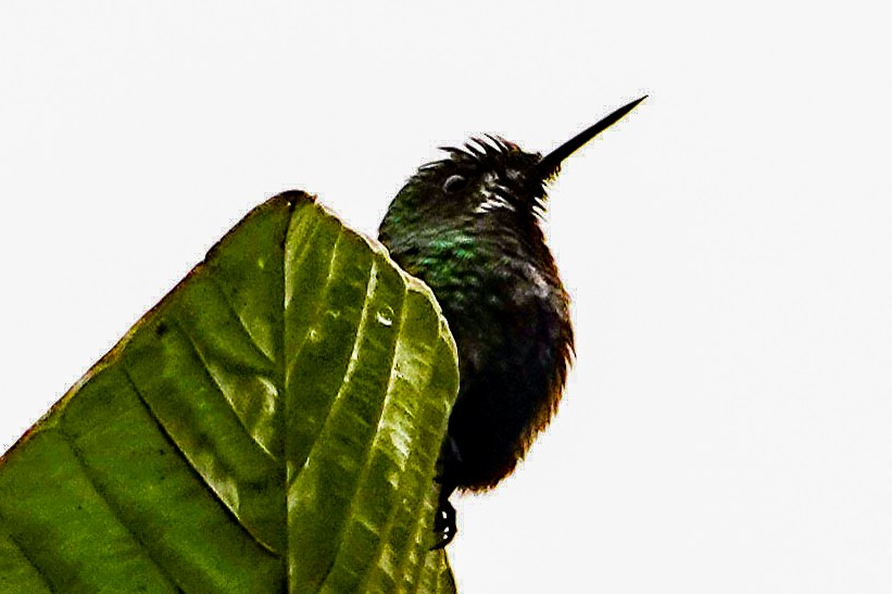 kolibřík trnoocasý - ML618416136