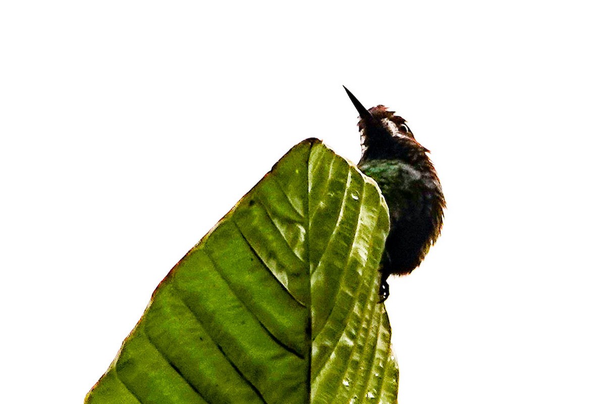 kolibřík trnoocasý - ML618416137